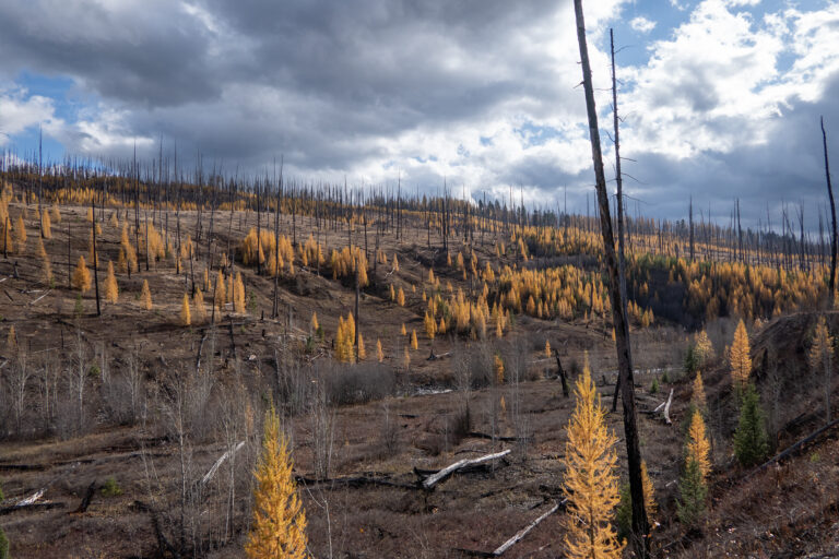 Logging Lake Fall 2022