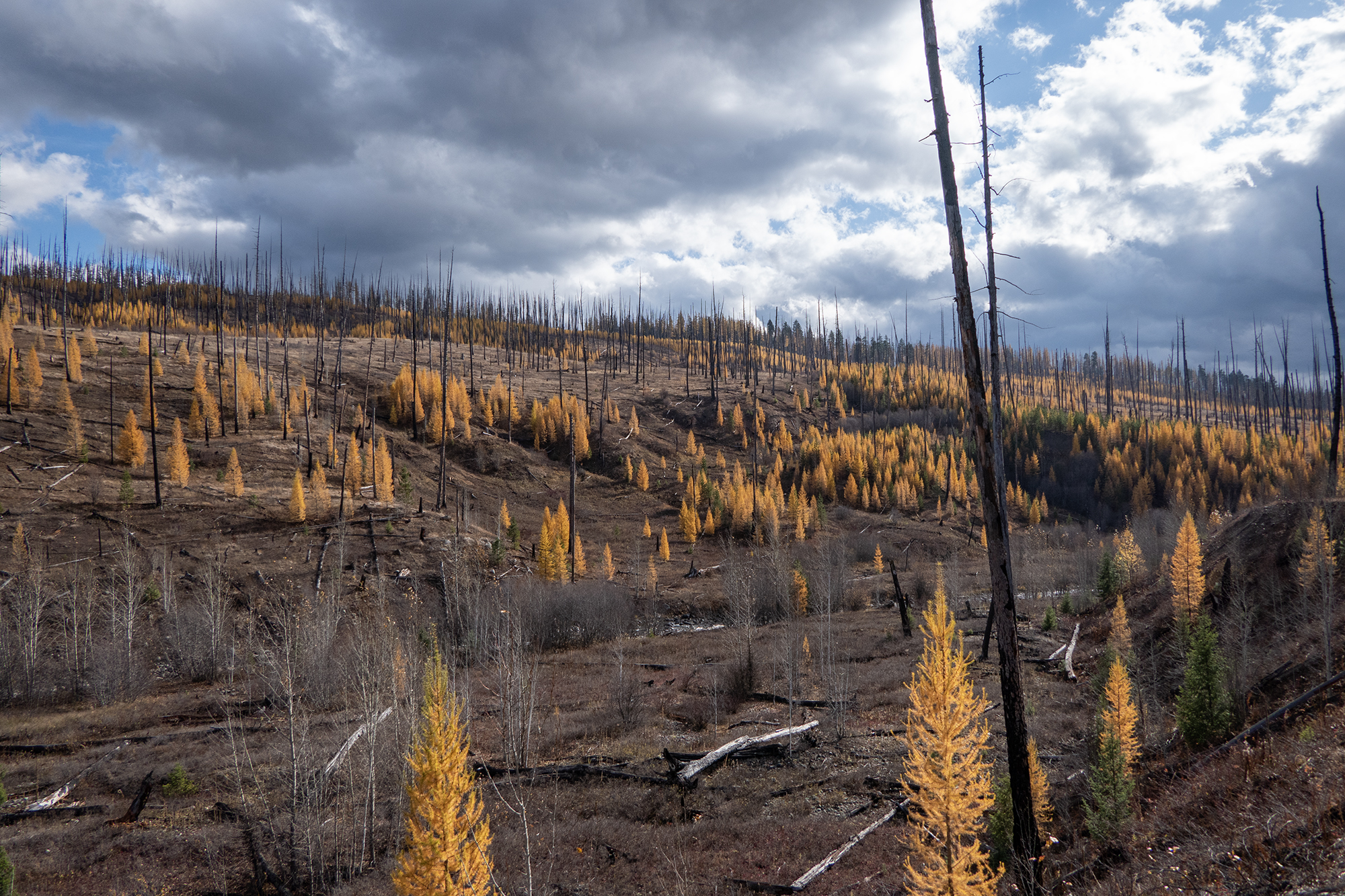 Logging Lake Fall 2022