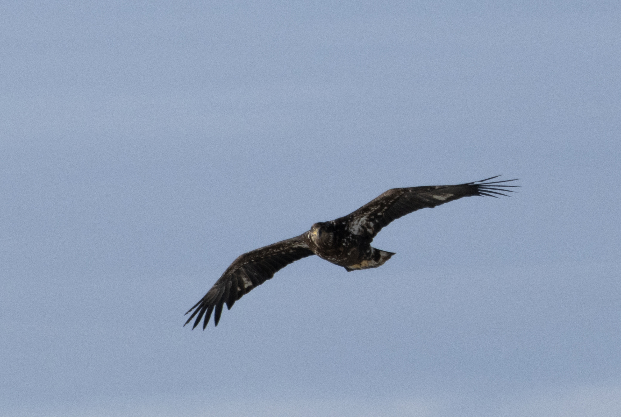 Jewel Basin Hawk Watch 2023