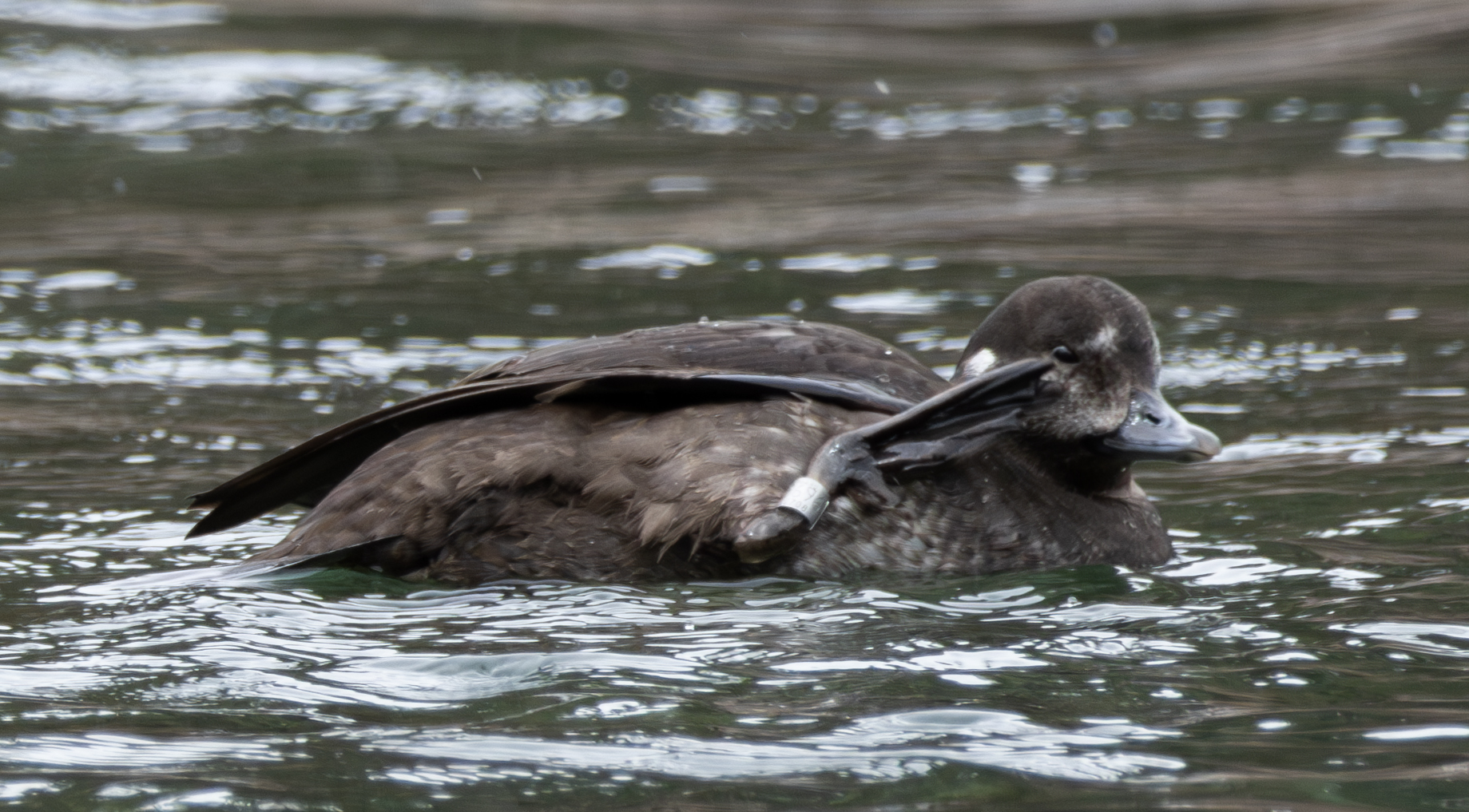Banded female Harlequin Duck