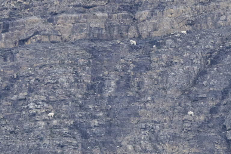 Siyeh Pass Mountain Goat Survey 2025