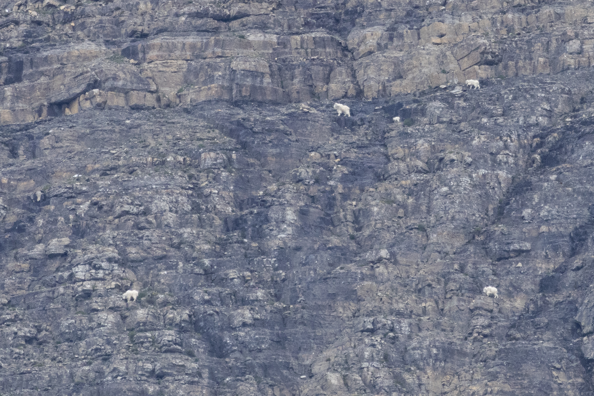 Siyeh Pass Mountain Goat Survey 2025