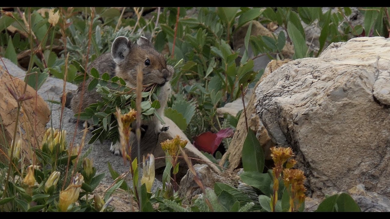 Finding Pikas at Piegan