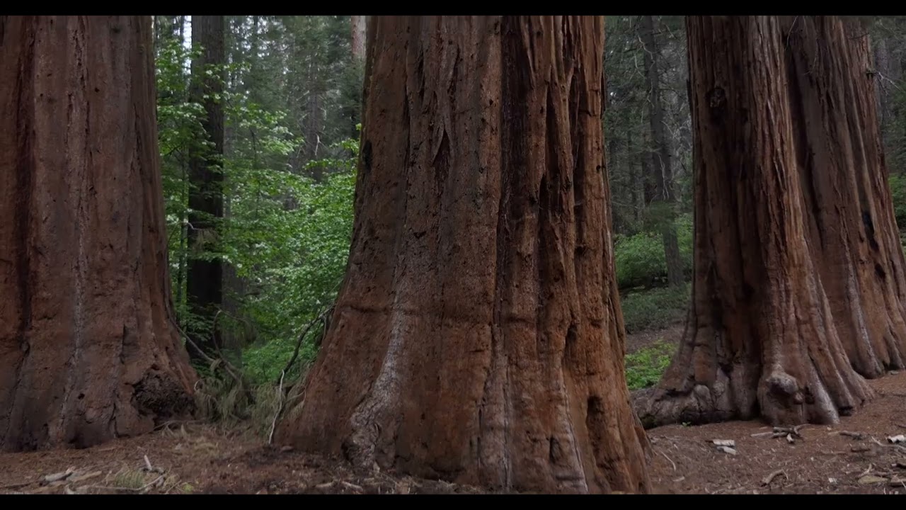 Merced Grove