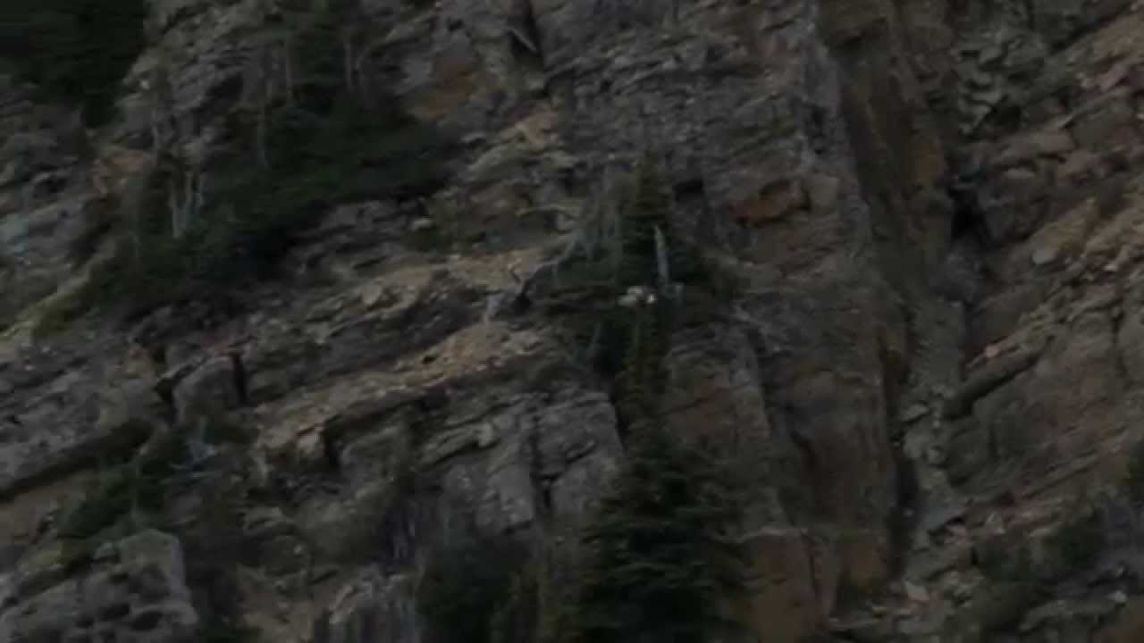 Swiftcurrent Pass Raptor Count Part 2
