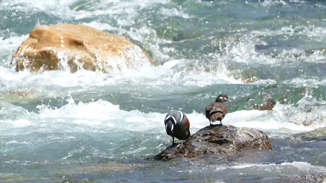 Harlequin Duck Survey 2016