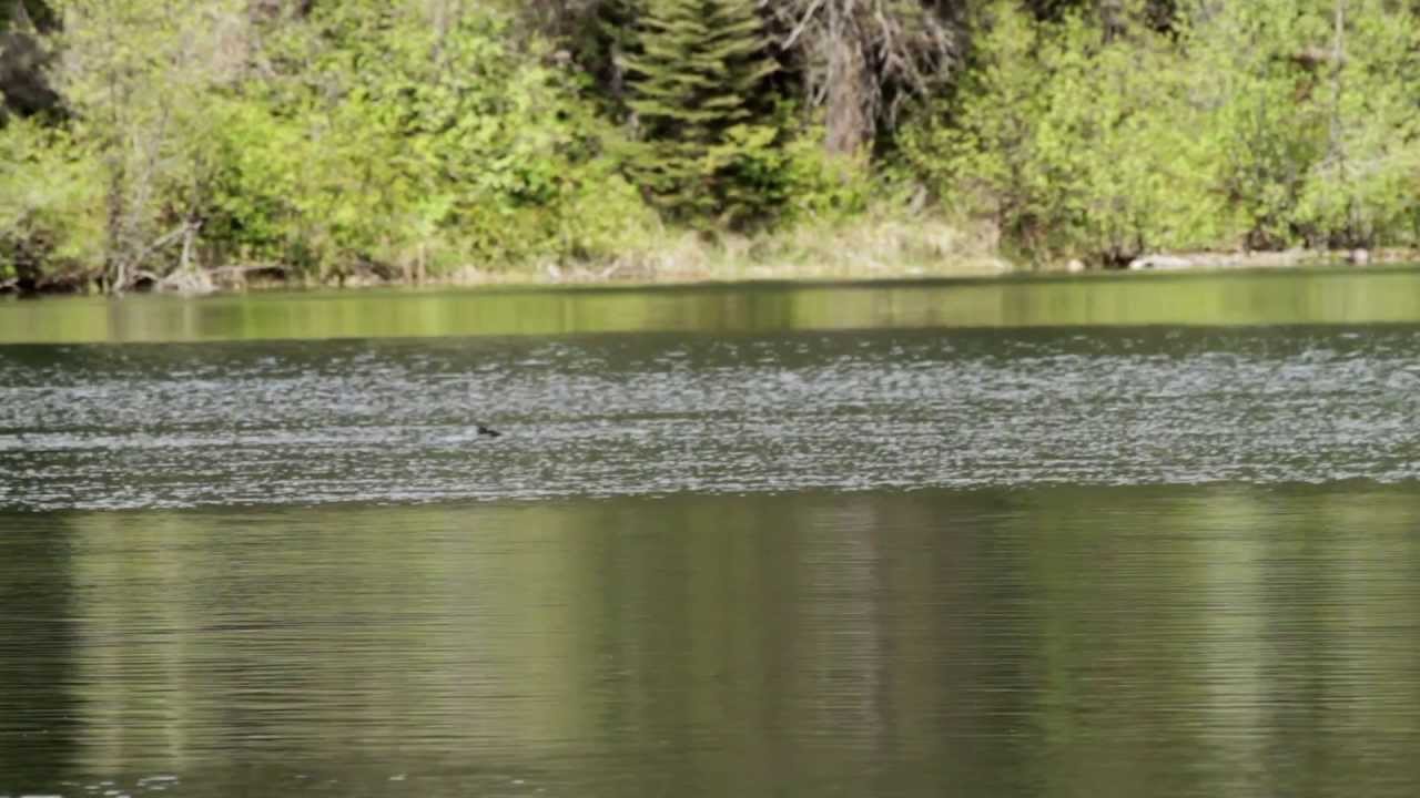 Quartz Lake Looning
