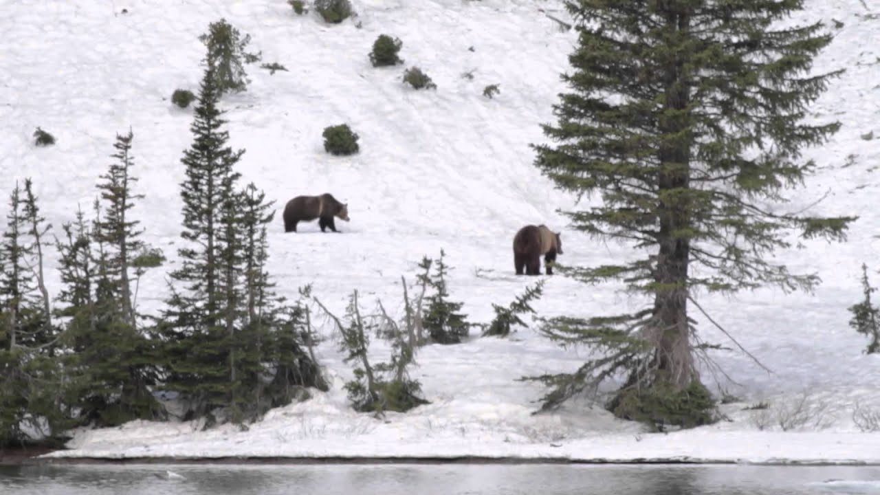 Grizzly Bear Interaction