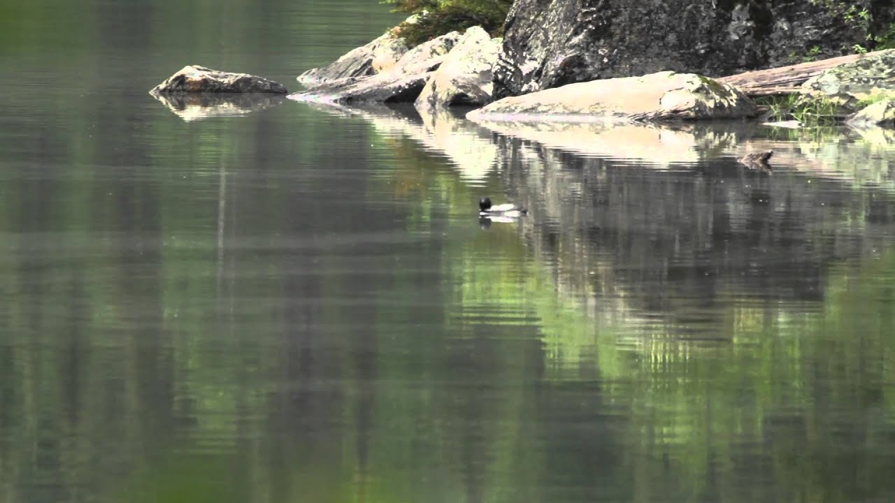 Loon Day