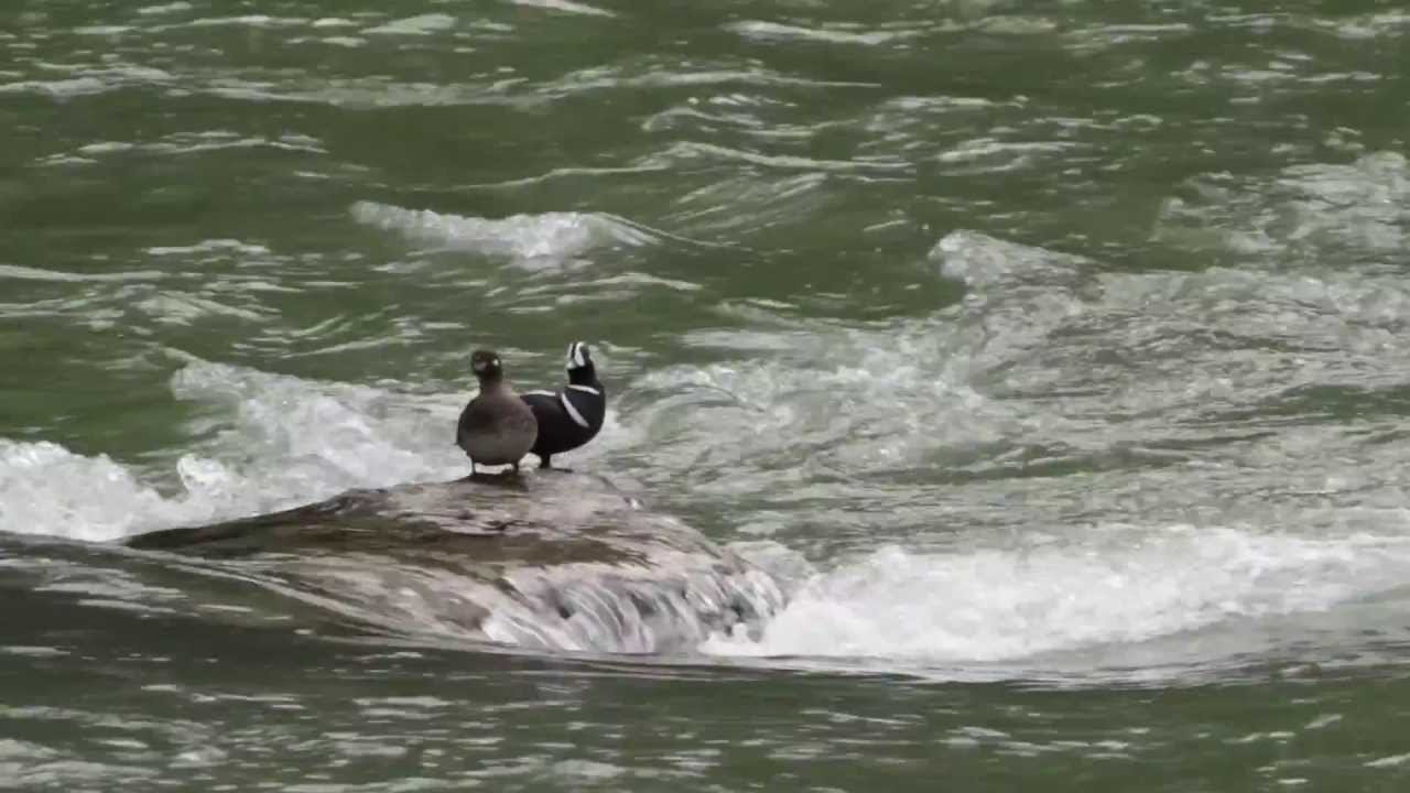 Searching for Harlequins