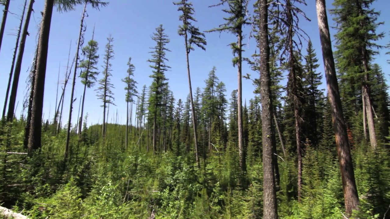 Quartz Lake Loop