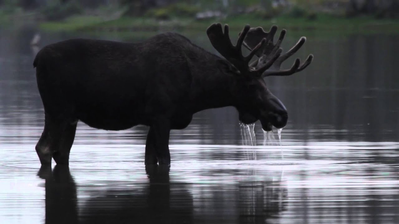 "Moose In Red Eagle Lake" - DVD Excerpt