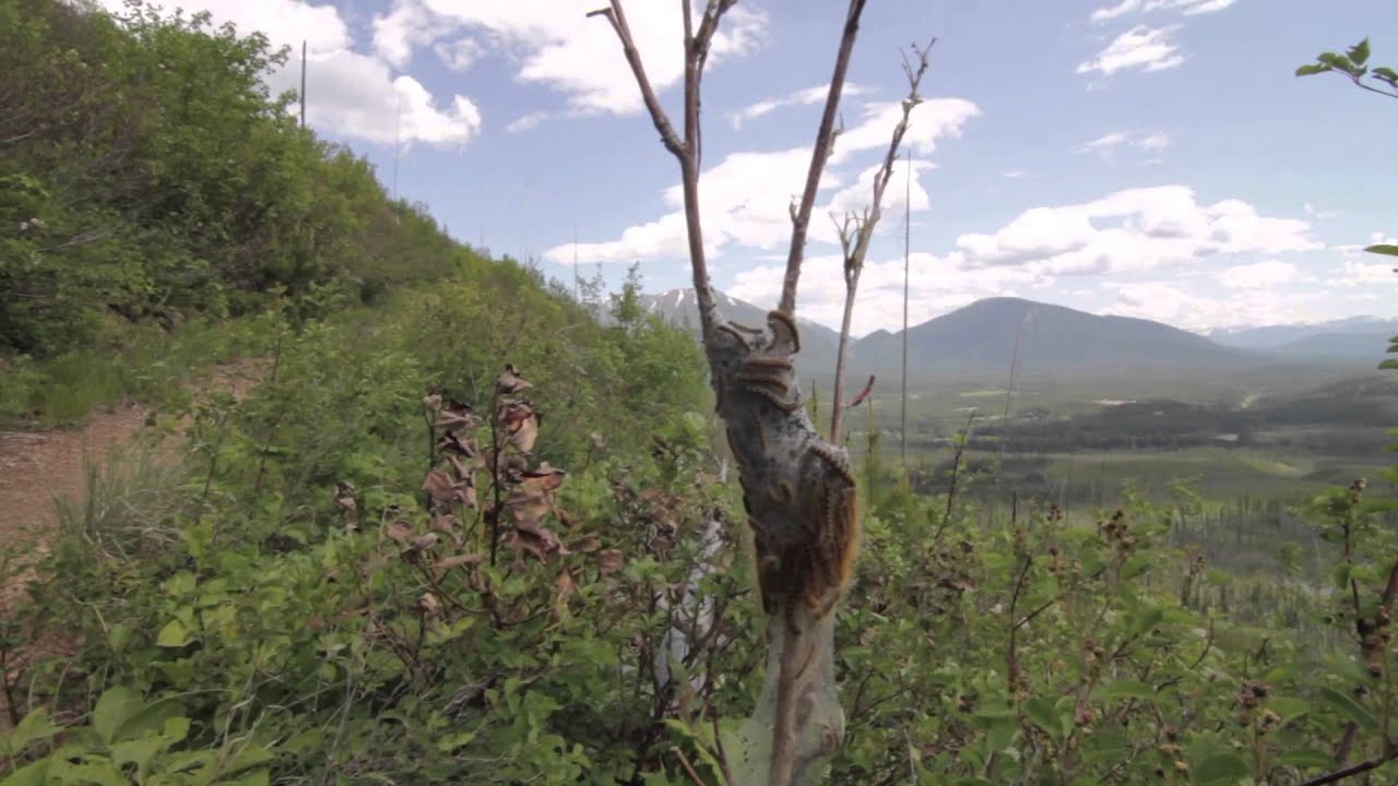 Apgar Lookout Bushwhack