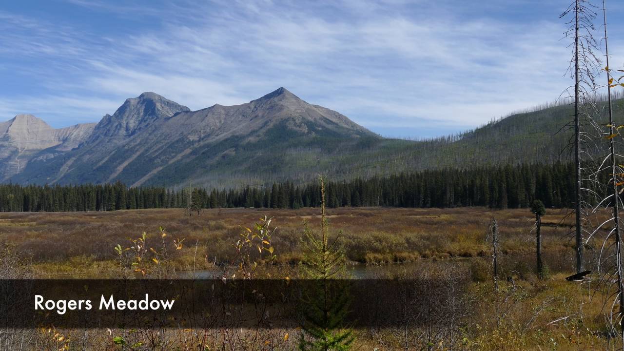 Rogers Meadow 2016