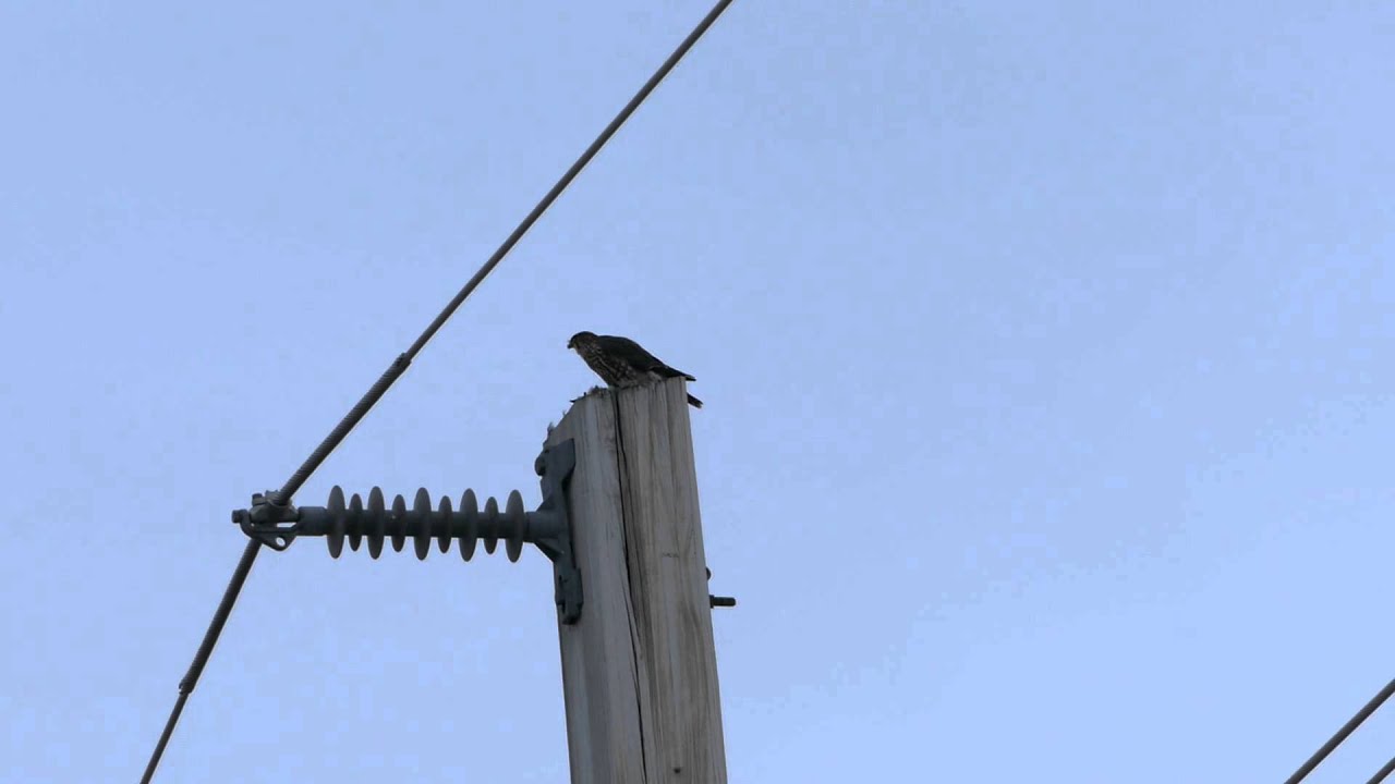 Merlin eating Bohemian Waxwing