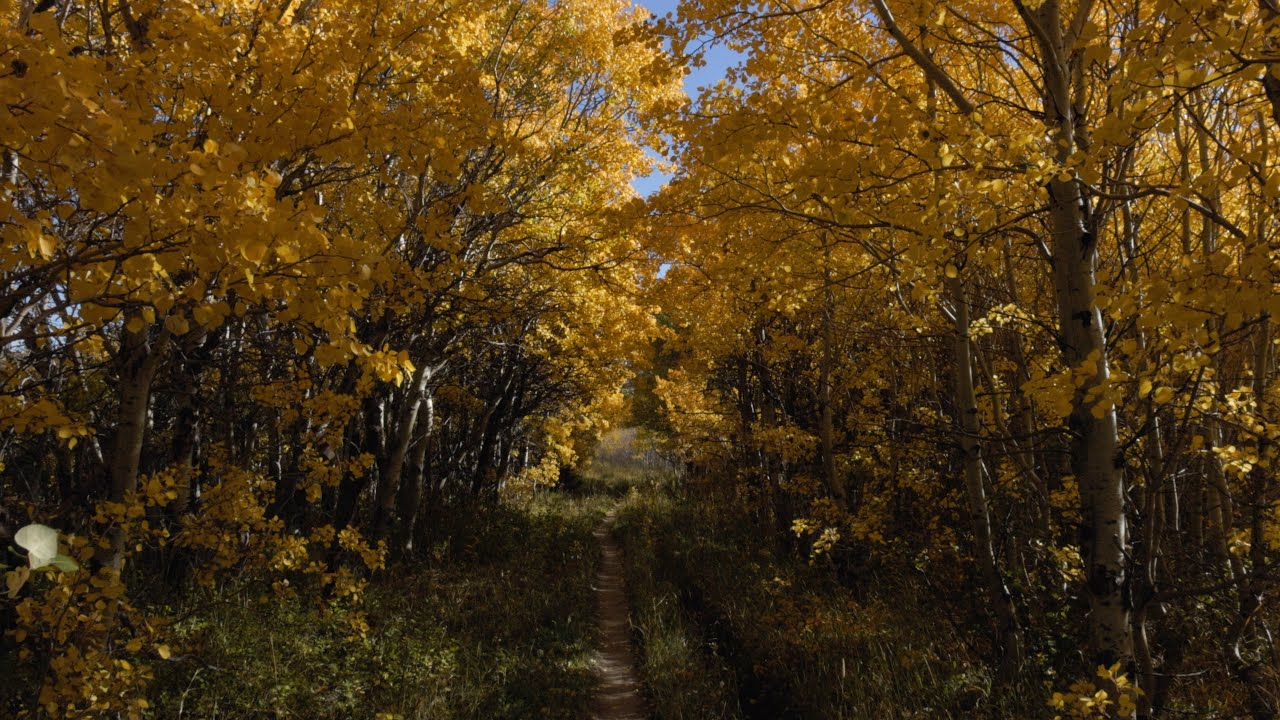 Firebrand Pass Trail with the Daily Inter Lake