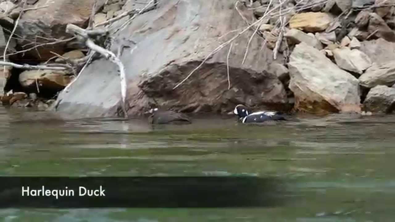 Harlequin Duck Survey Part 2