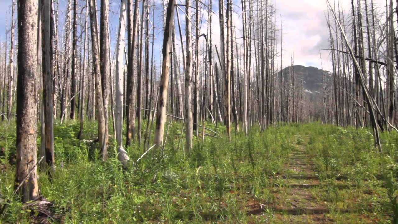 Beaver Pond