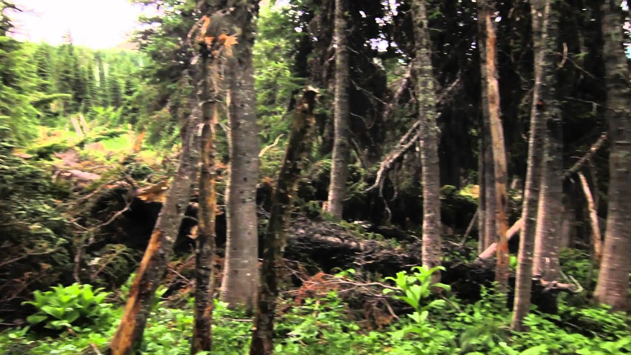 Brown Pass