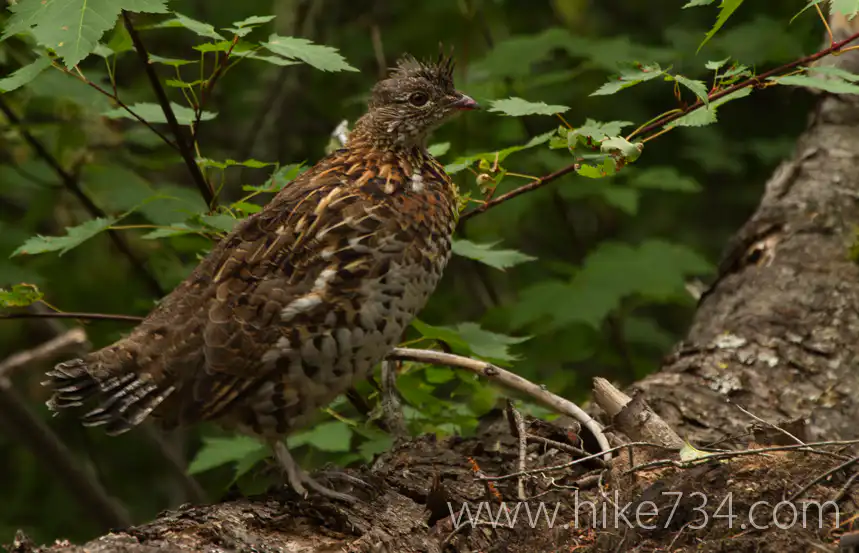North Boundary Trail