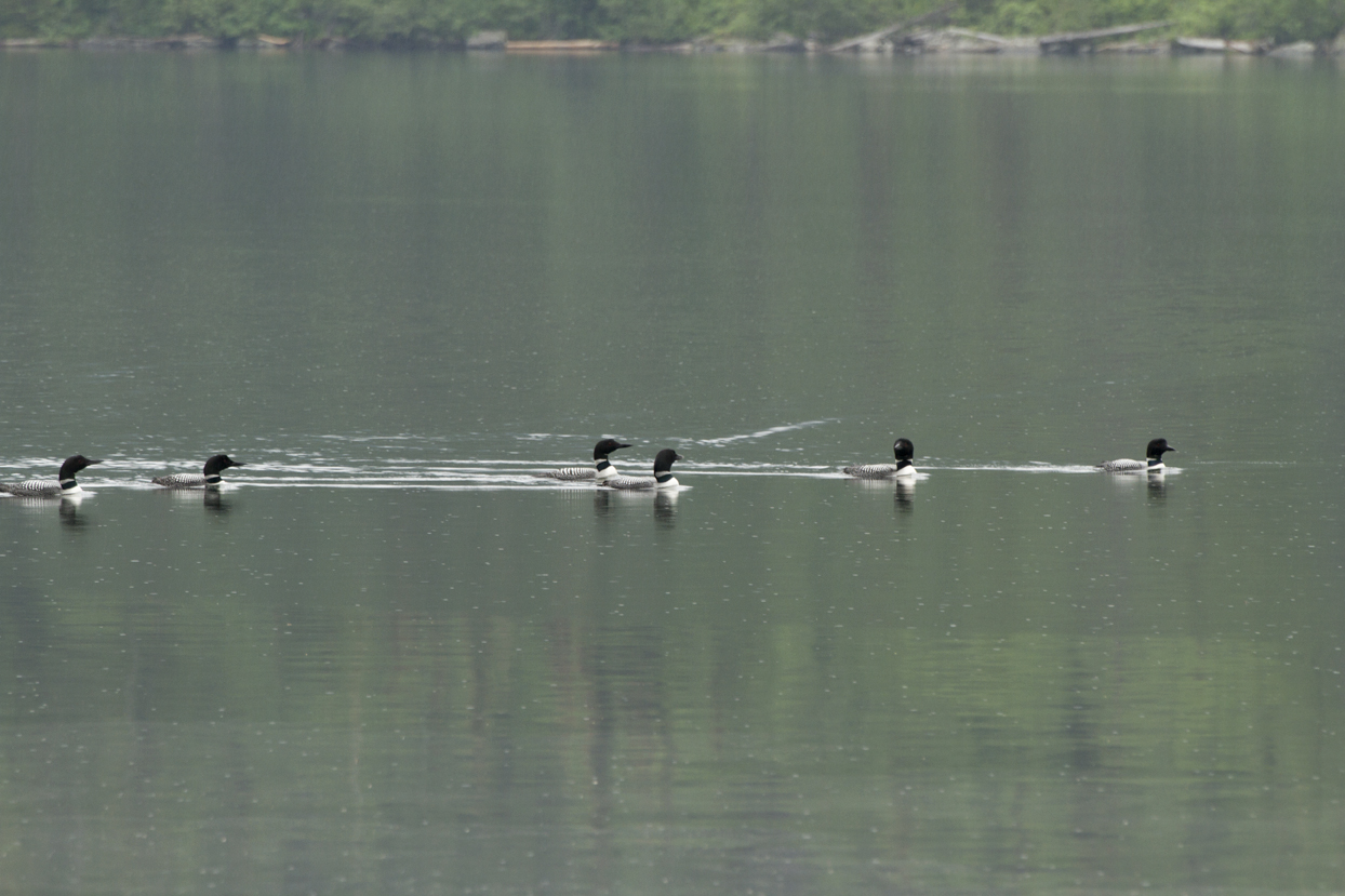 Loon Day