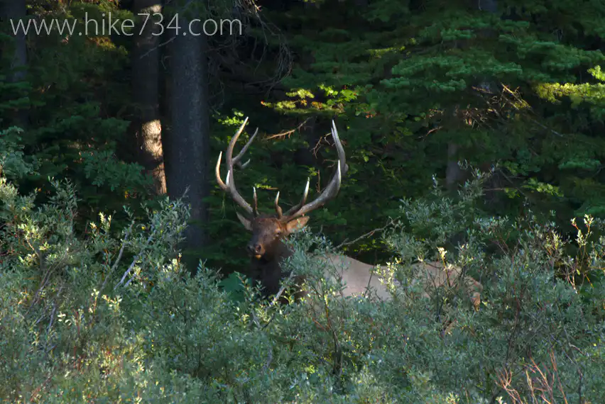 Poia Lake Goat and Pika survey