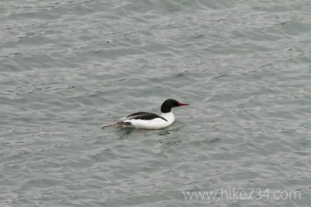 Common Merganser