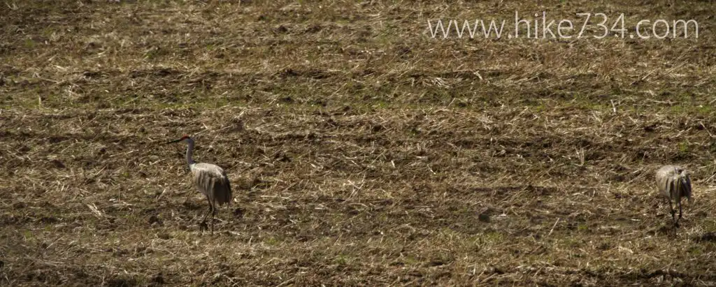 Sandhill Cranes