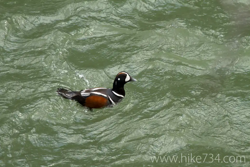 Searching for Harlequins