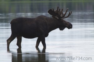 Bull Moose in Red Eagle Lake