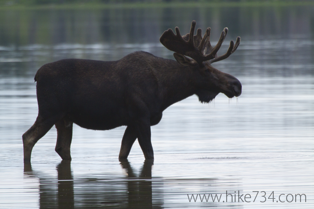 “Bull Moose in Red Eagle Lake” – DVD Excerpt