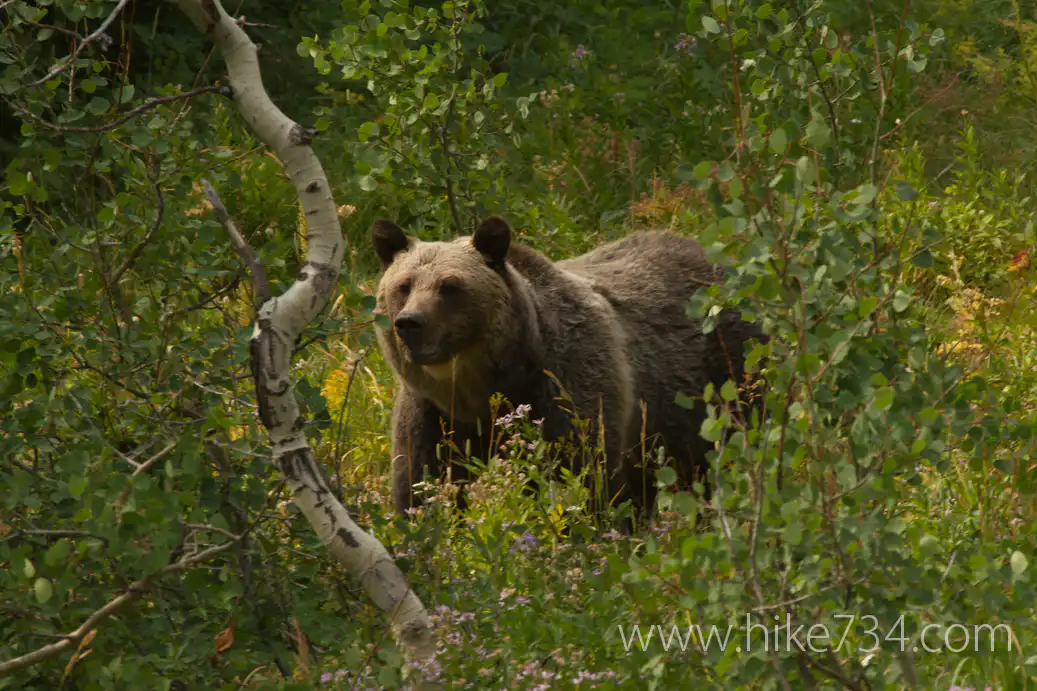 “First Grizzly Bear” – DVD Excerpt