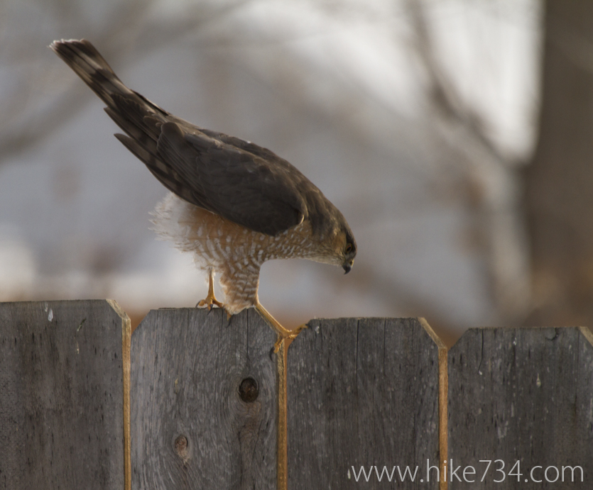 Sharp-shinned Hawk on fence