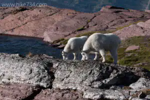 Mountain Goats at Comeau Pass