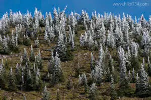 Frosted Firs