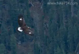 Immature Golden Eagle