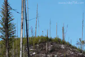 Glacier Christmas Bird Count