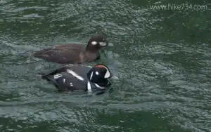 Harlequin Ducks