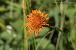 Orange Agoseris