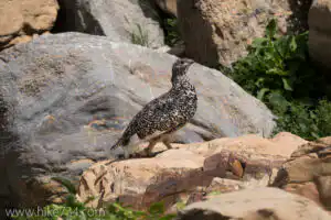 White-tailed Ptarmigan