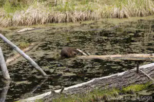 Beaver Ponds Trail