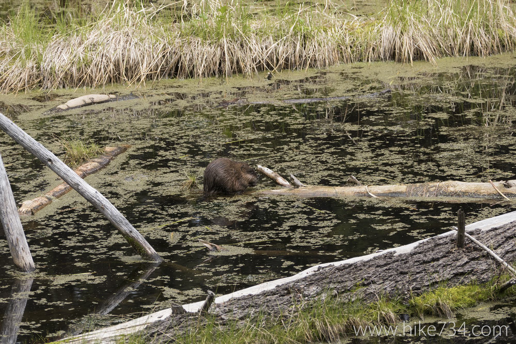 Beaver Ponds Loop