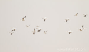 Snow Geese in Snow