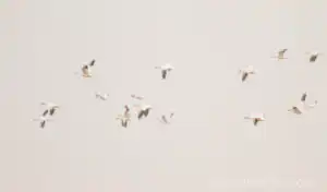Snow Geese in Snow