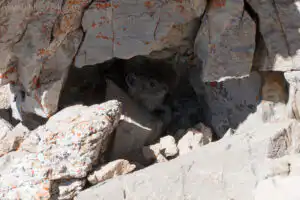 Pika