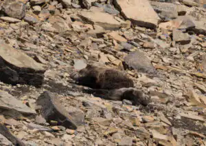 Sleeping Grizzly Bears