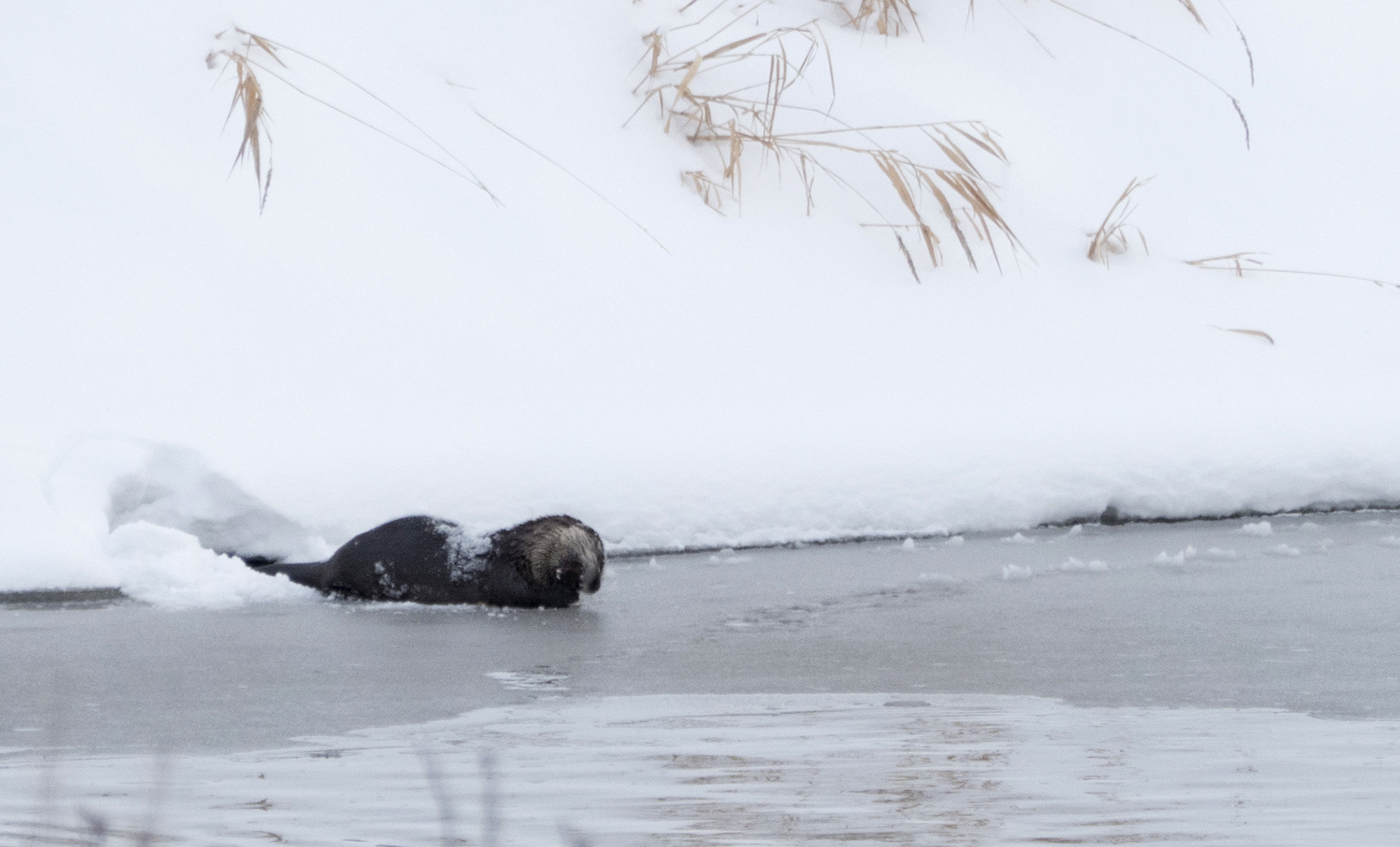 River Otter during the Kalispell Christmas Bird Count