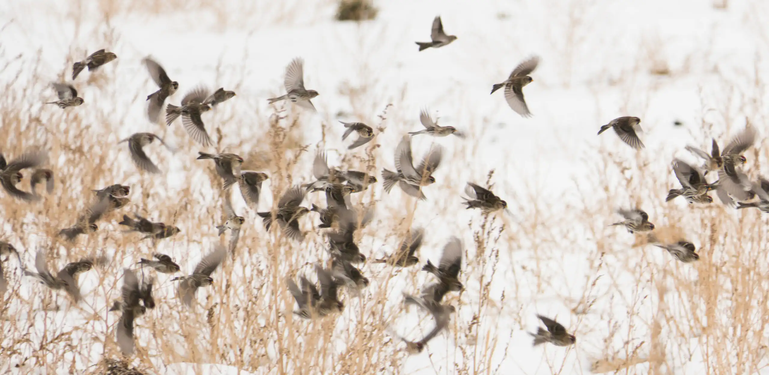 Winter is not for hibernating