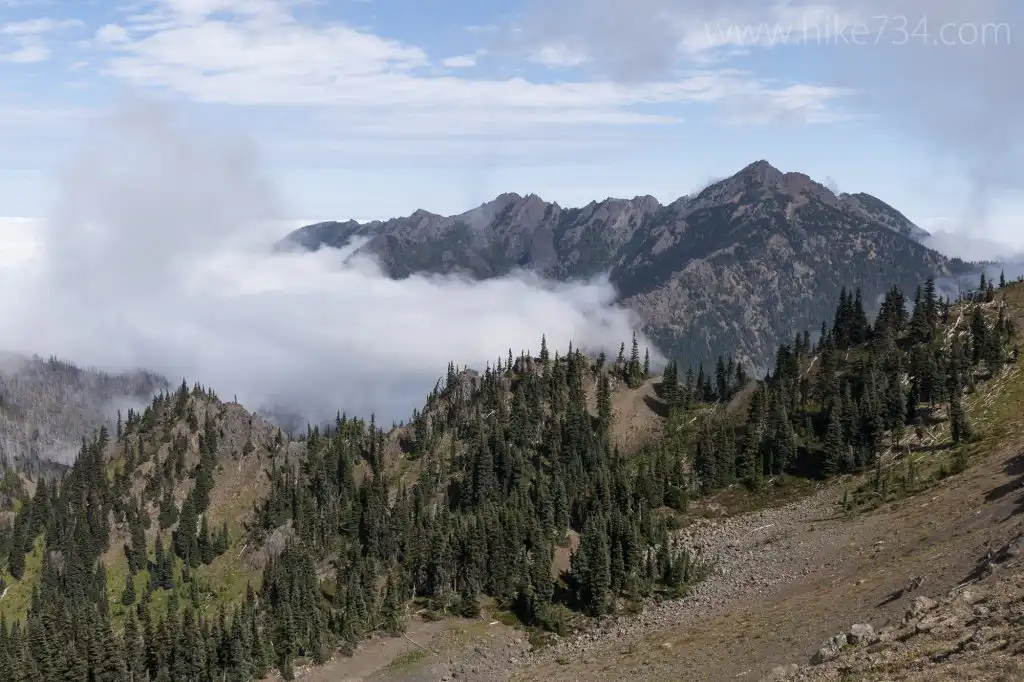 Wooded Ridgeline in Olympic National Park