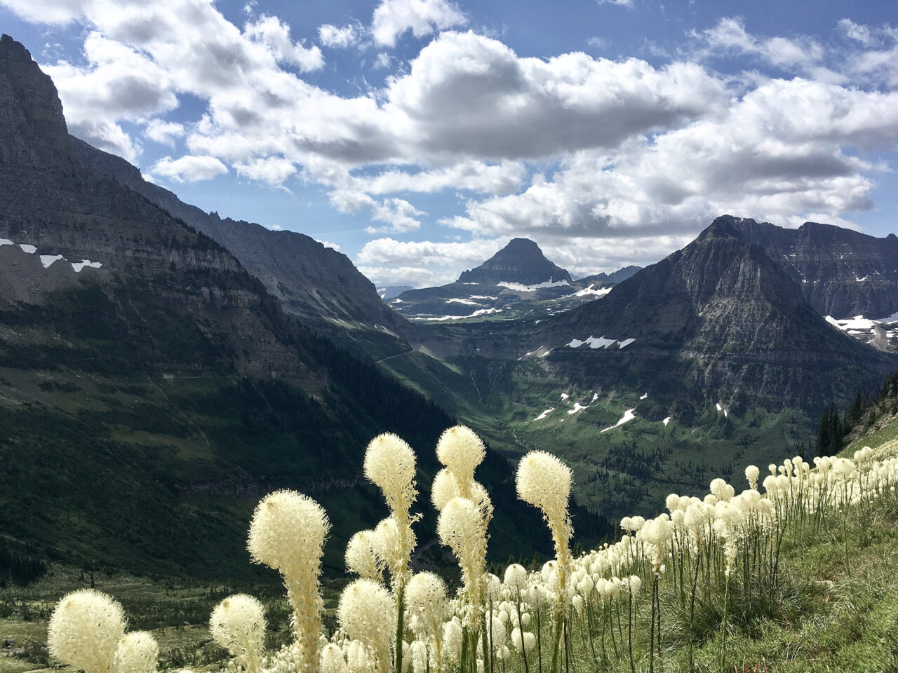 Beargrass